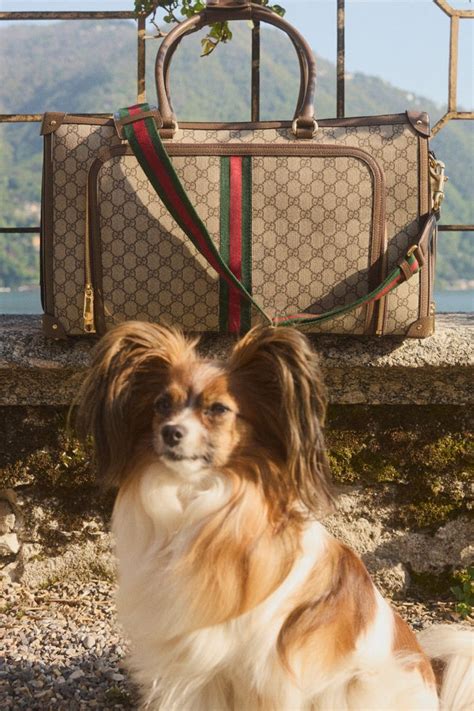 marokkaan met gucci pet|mytheresa gucci pets.